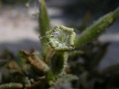 Silene succulenta succulenta