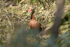 Dendrocygna autumnalis