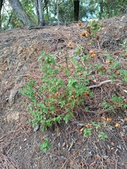 Cistus salviifolius