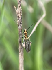 Oedemera nobilis