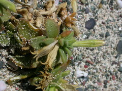 Silene succulenta succulenta