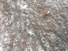 Polyergus montivagus