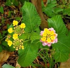 Lantana × strigocamara