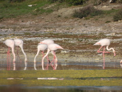Phoenicopterus roseus