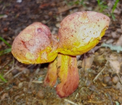Baorangia bicolor