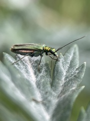 Oedemera nobilis