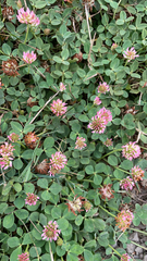 Trifolium fragiferum