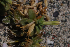 Silene succulenta succulenta