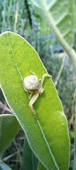 Misumena vatia