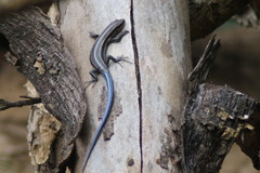 Plestiodon fasciatus