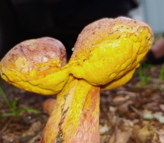 Baorangia bicolor