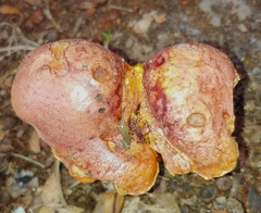 Baorangia bicolor