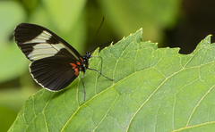 Heliconius sara