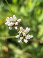 Persicaria sagittata