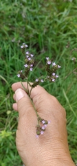 Verbena litoralis