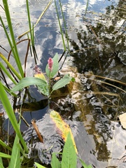 Persicaria amphibia
