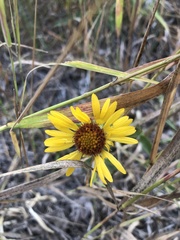 Gaillardia aristata