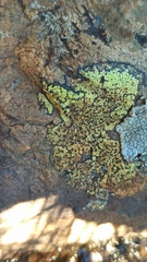 Rhizocarpon