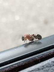 Delphinia picta