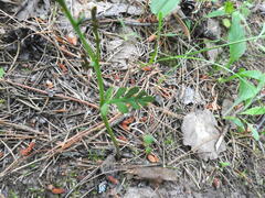 Botrychium matricariifolium