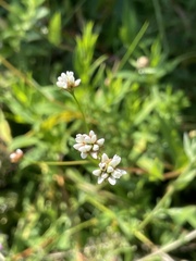 Persicaria sagittata