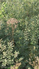 Heracleum sosnowskyi