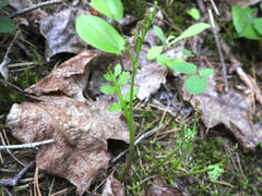 Botrychium matricariifolium