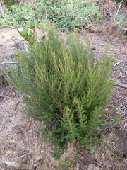 Ericeae