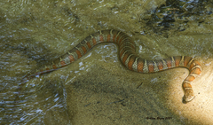 Nerodia sipedon sipedon