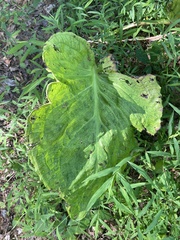 Symplocarpus foetidus