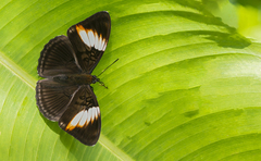 Adelpha lycorias