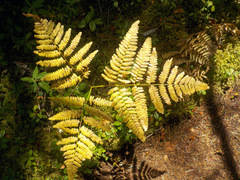 Pteridium