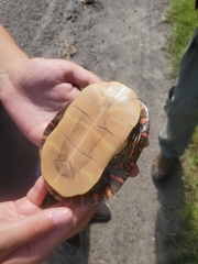 Chrysemys picta marginata