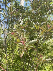 Cornus racemosa