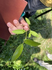 Persicaria sagittata