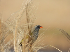 Embernagra platensis