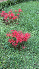 Lycoris radiata