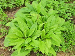 Symphytum officinale