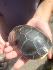 Chrysemys picta marginata