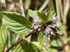 Mentha arvensis