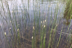 Eleocharis macrostachya