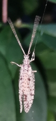Micromus variegatus