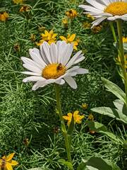 Leucanthemum × superbum