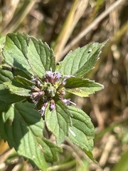 Mentha arvensis