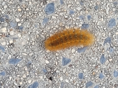 Erebidae