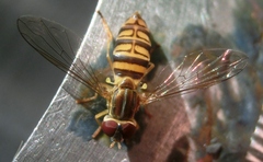 Toxomerus politus