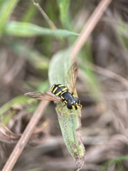 Chrysotoxum festivum