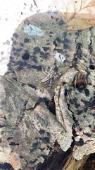 Platycryptus undatus