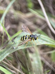 Chrysotoxum festivum