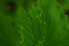 Arthropoda
